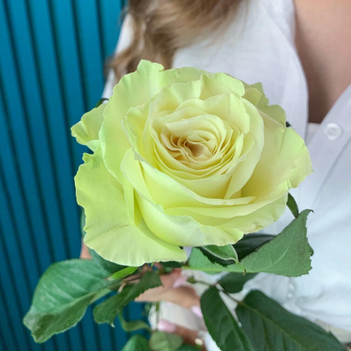 Комплимент из белой эквадорской розы – элегантность в каждом лепестке Электросталь Московская область